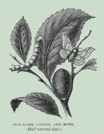 Silk-worm, cocoon and moth